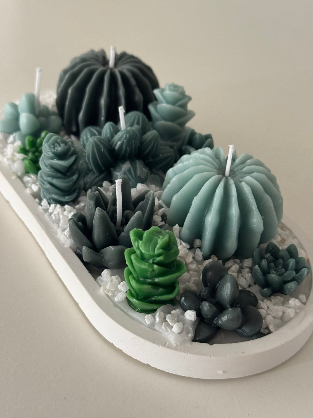 🌵 Terrario Cactus