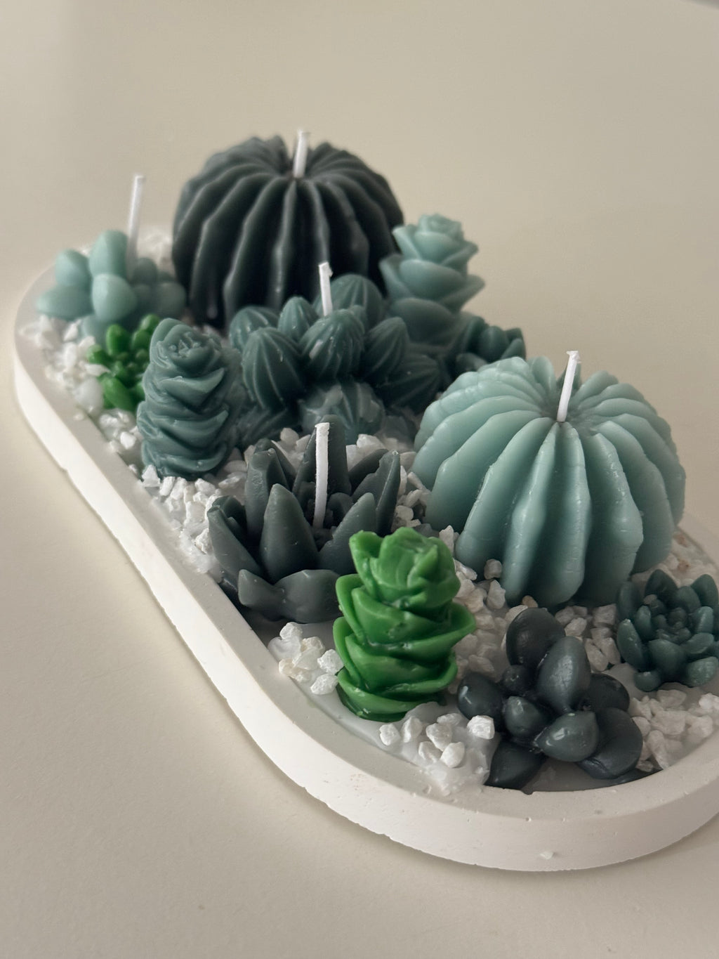 🌵 Terrario Cactus