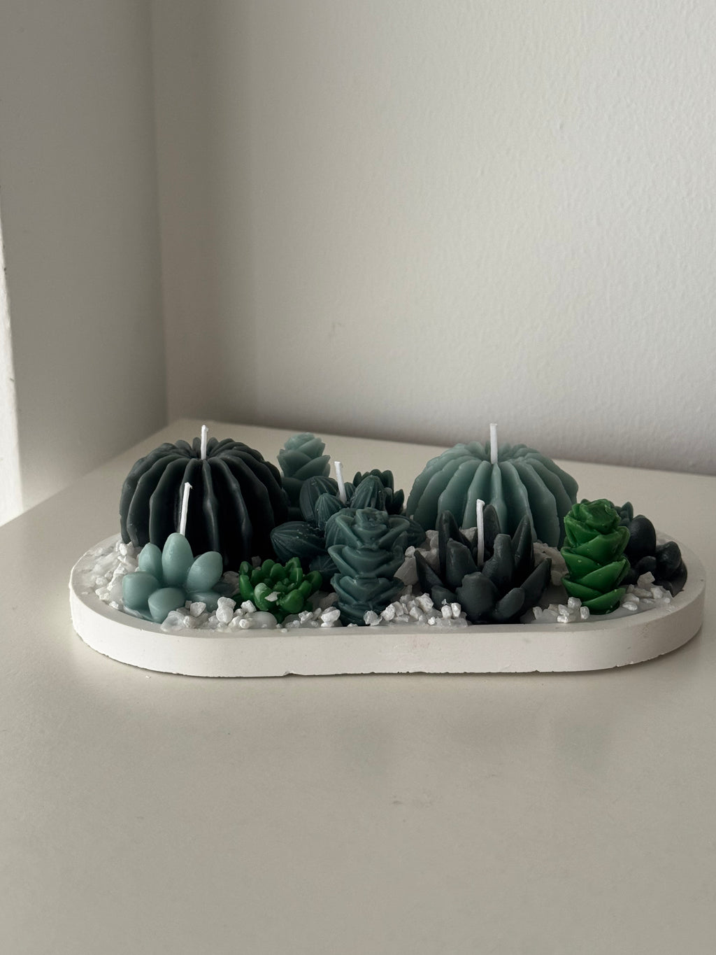 🌵 Terrario Cactus